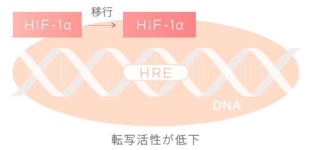 HIF-1αイメージ