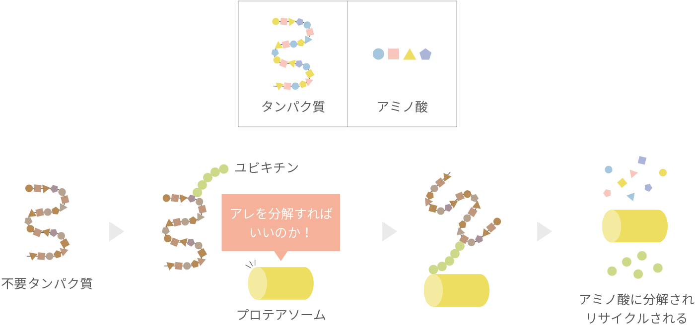 ユビキチン-プロテアソーム経路