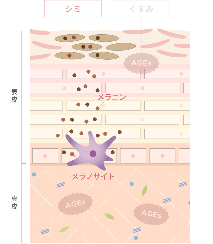 シミ発生のイメージ