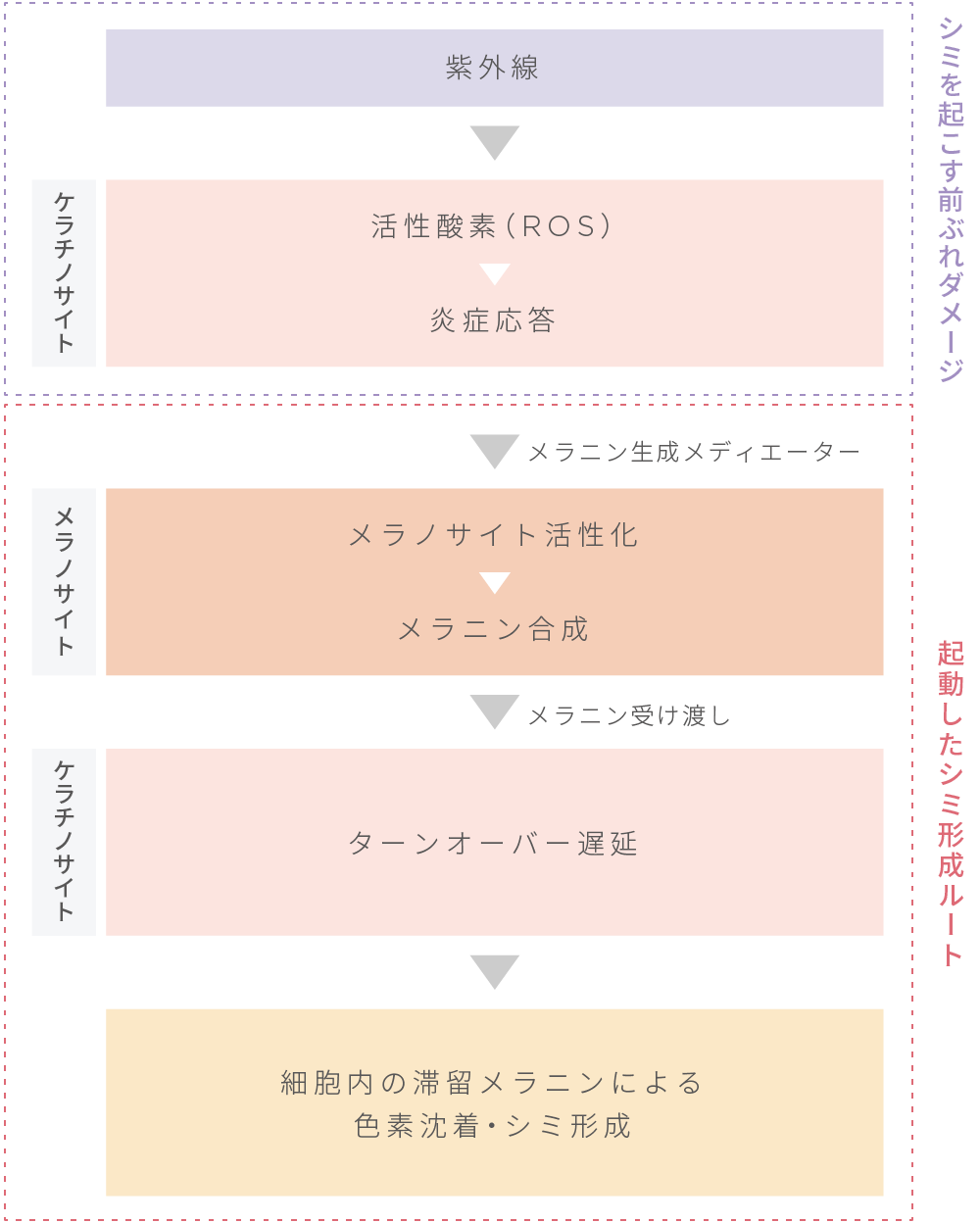 シミ形成メカニズム