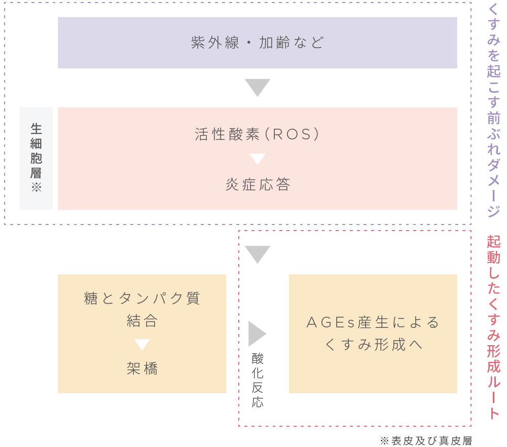 くすみ形成メカニズム