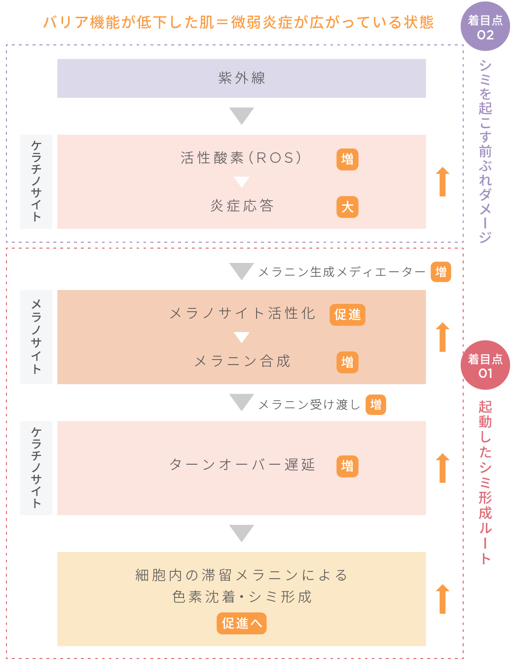 敏感肌特有のシミ形成メカニズム