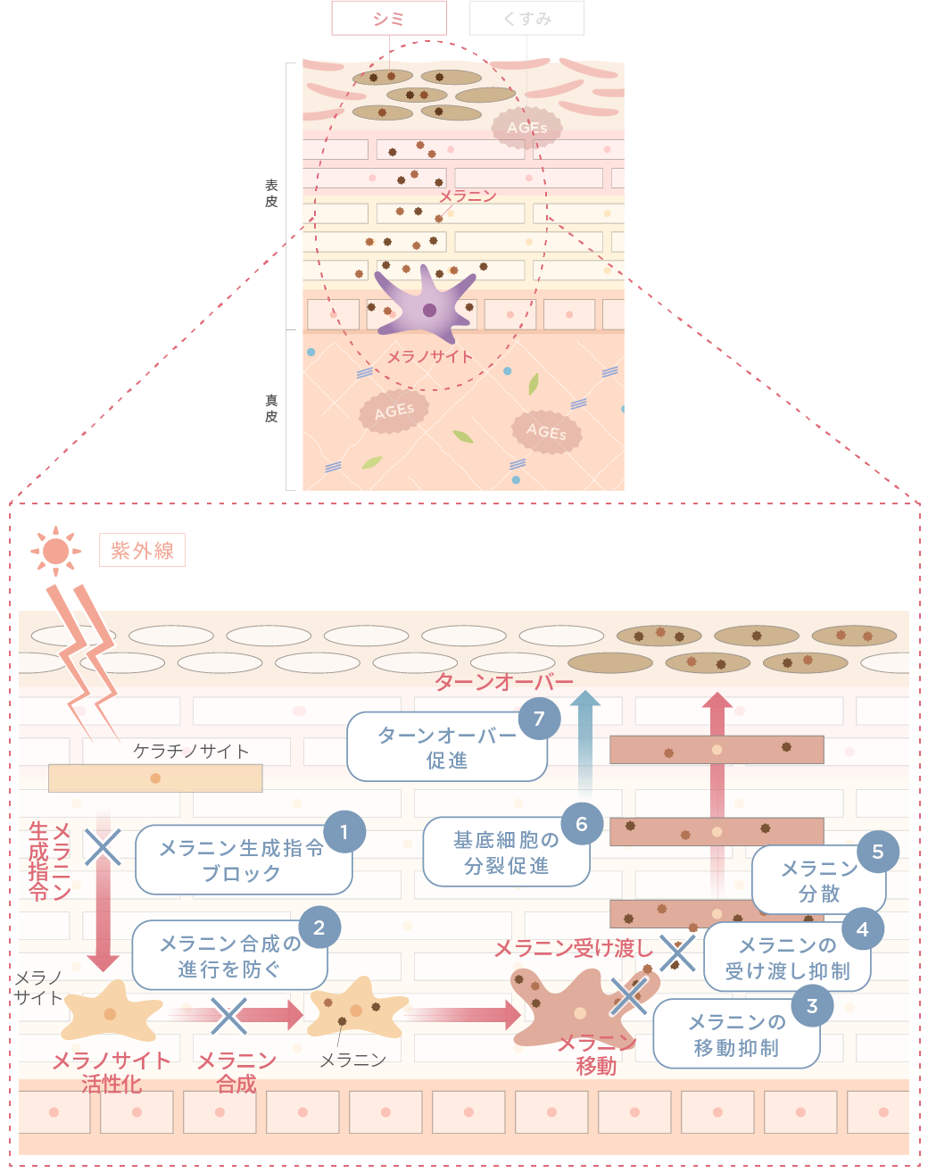 シミ（点）特化：7つのクリアゲート